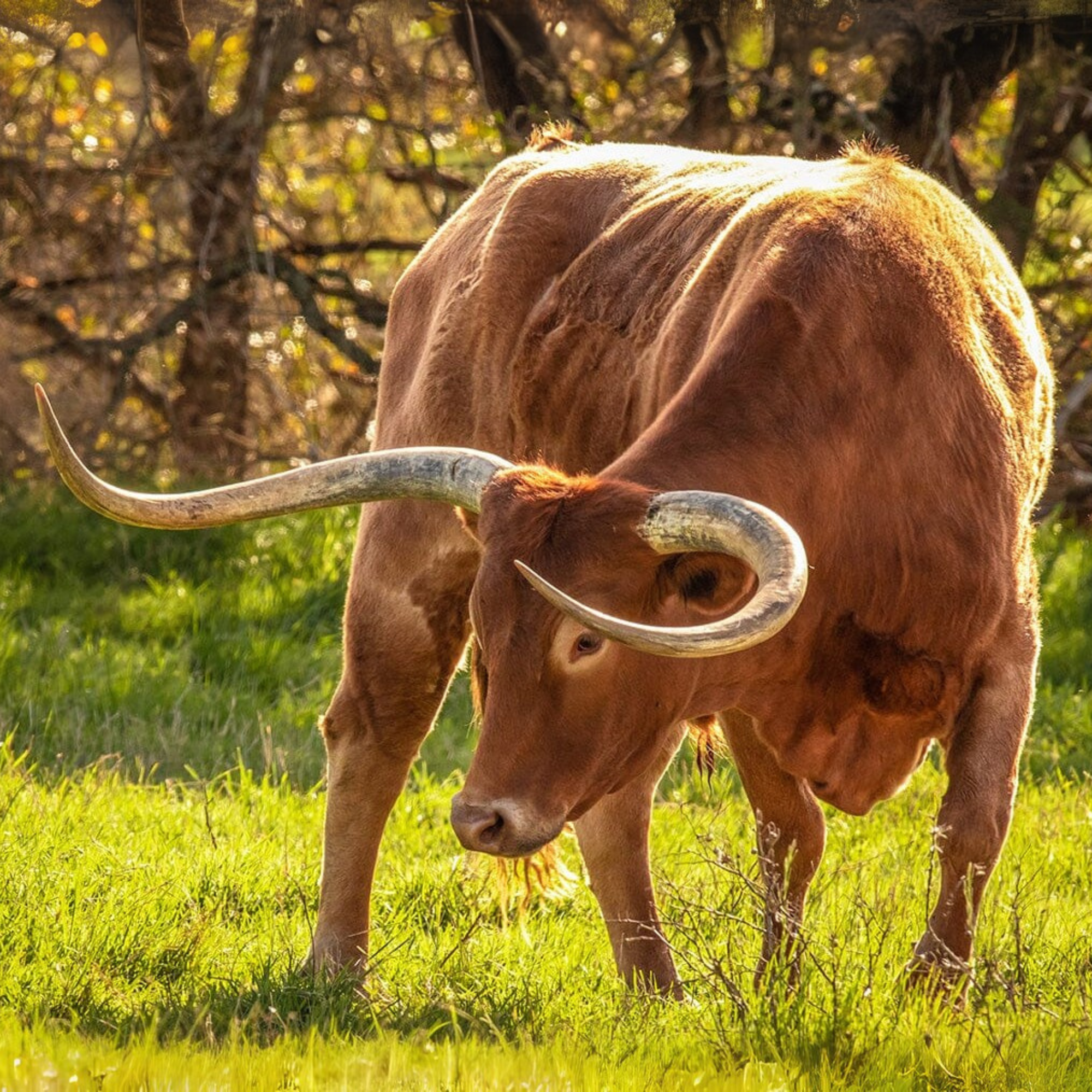 Breyer Texas Longhorn Bull